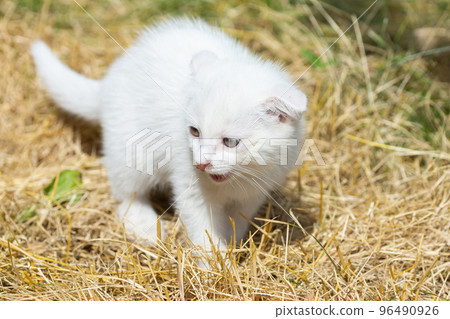 White cat in the grass White cat in the grass 96490926