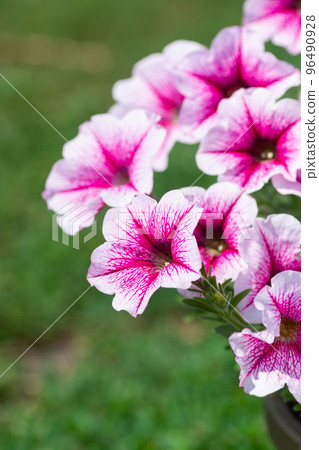 Close up of a flower border with colouful flowering Petunia Wave Sweetheart.. 96490928
