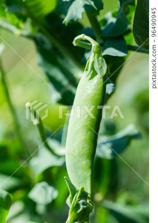 Macro of growing peas in the field, Ripe fresh green peas in organic farm, Green peas hanging in plant. Macro of growing peas in the field, Ripe fresh green peas in organic farm, Green peas hanging in plant. 96490945