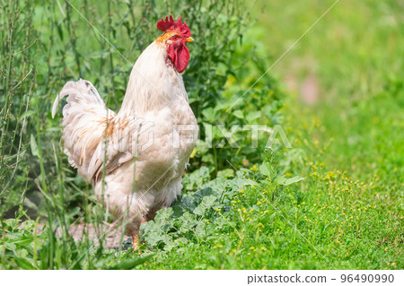 cute rooster crowing on the farm. cute rooster crowing on the farm. 96490990