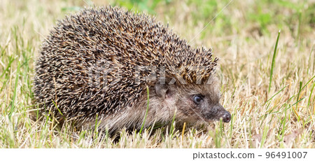 Young beautiful hedgehog in natural habitat outdoors in the nature. Young beautiful hedgehog in natural habitat outdoors in the nature. 96491007