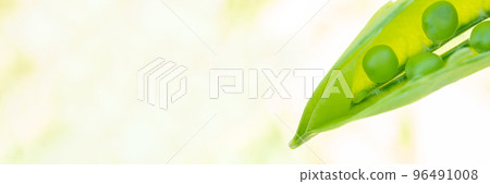 Macro of growing peas in the field, Ripe fresh green peas in organic farm, Green peas hanging in plant. Macro of growing peas in the field, Ripe fresh green peas in organic farm, Green peas hanging in plant. 96491008