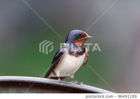 village swallow on the fence... village swallow on the fence... 96491289