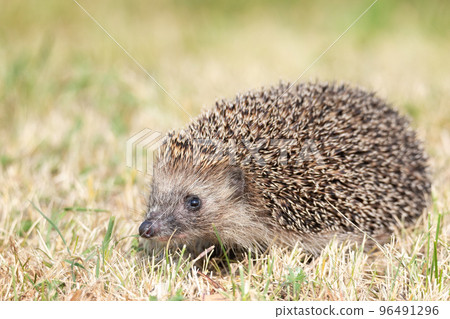 hedgehog on the grass. hedgehog on the grass. 96491296