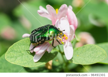 Beetle cetonia aurata sitting on flowers hawthorn close up. Nature background... 96491301