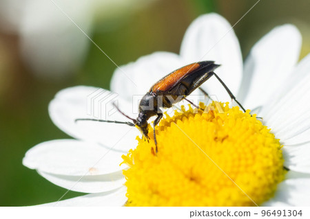 Stenurella melanura beetle on a chamomile flower.. Stenurella melanura beetle on a chamomile flower.. 96491304