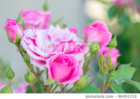 Pink roses in the garden. Floral summer background... 96491318