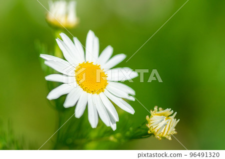 Meadow of white Chamomile flowers in the morning sun close up. Herbal medicine.. Meadow of white Chamomile flowers in the morning sun close up. Herbal medicine.. 96491320