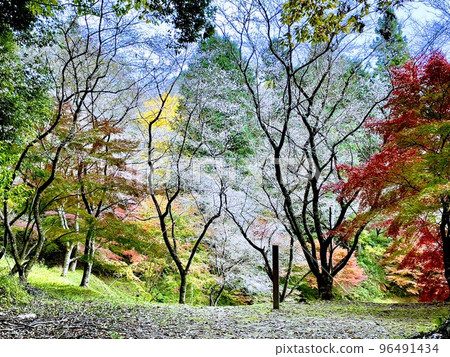 四季櫻花 96491434