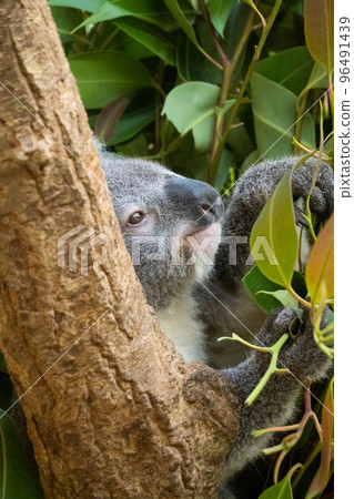 Koala Koala 96491439