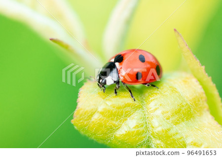 ladybug (Coccinellidae) on parsley stem and green background 96491653