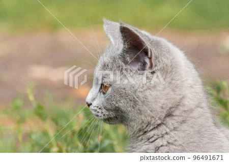 little Cute grey fluffy kitten outdoors. kitten first steps. 96491671