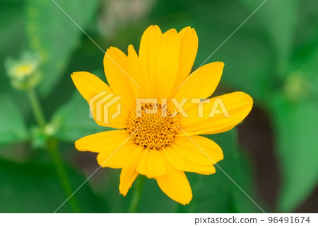 Tuscan sun false sunflower, Heliopsis helianthoides. 96491674