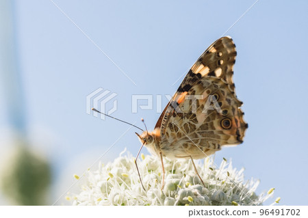 Butterfly on blossom flower in green nature.. Butterfly on blossom flower in green nature.. 96491702