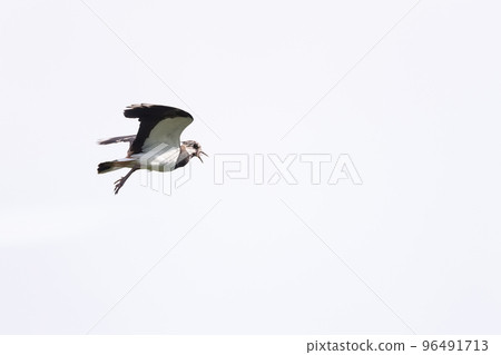 Northern Lapwing (Vanellus vanellus) flying on the blue sky. 96491713