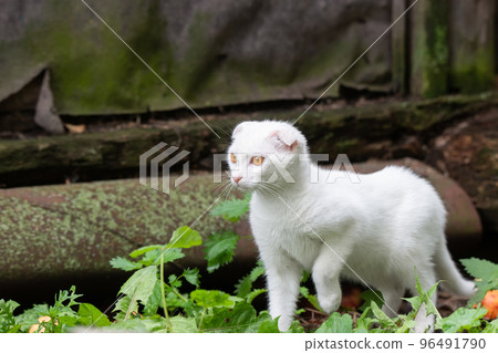 White cat in the grass.... White cat in the grass.... 96491790
