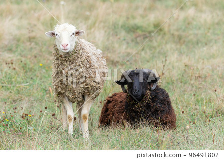 sheep and lamb on green grass. 96491802