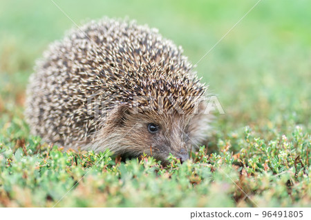 hedgehog on the grass.. hedgehog on the grass.. 96491805