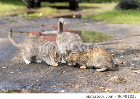 Gray striped cat walks on a leash on green grass outdoors.. Gray striped cat walks on a leash on green grass outdoors.. 96491825