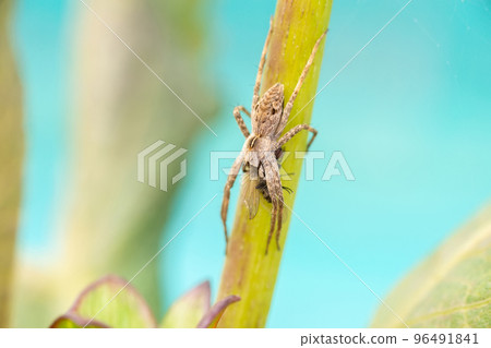 Pisaura mirabilis (nursery web spider) Pisaura mirabilis (nursery web spider) 96491841