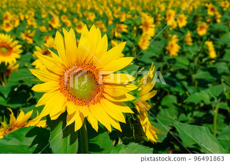 Beautiful landscape with sunflower field over blue sky. Nature concept. 96491863