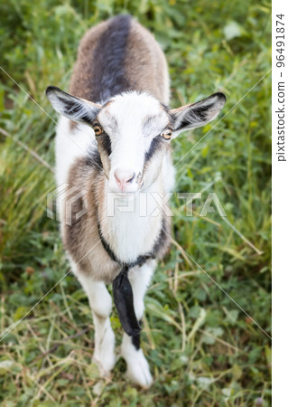 small goat in a field of wheat. 96491874