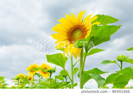 Beautiful landscape with sunflower field over blue sky. Nature concept.... 96491888