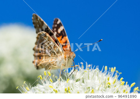 Butterfly on blossom flower in green nature. Butterfly on blossom flower in green nature. 96491890
