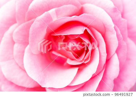 A close up macro shot of a red rose. 96491927