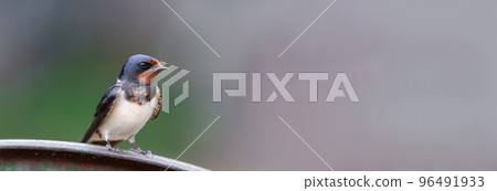 village swallow on the fence... 96491933