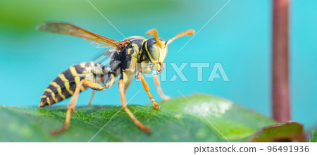 The wasp is sitting on green leaves. The dangerous yellow-and-black striped common Wasp sits on leaves 96491936