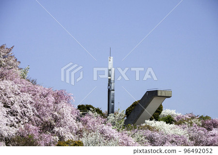 盛開的垂枝櫻花與希望之塔(愛知縣額田郡甲田町甲田文化公園) 盛開的垂枝櫻花與希望之塔(愛知縣額田郡甲田町甲田文化公園) 96492052
