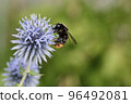 Photo of a bumblebee playing with a blue flower while being coated in pollen 96492081