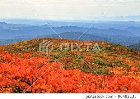 [固定價格]栗駒山的紅葉 96492133