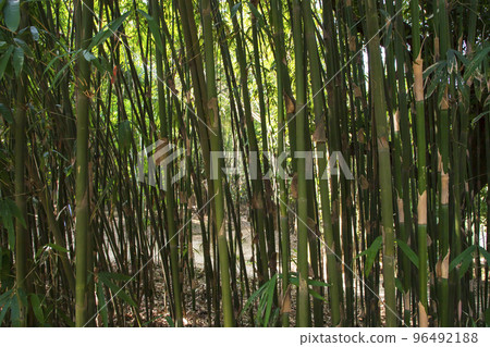 Green Bamboo in the Forest may be used as a Texture background wallpaper Green Bamboo in the Forest may be used as a Texture background wallpaper 96492188
