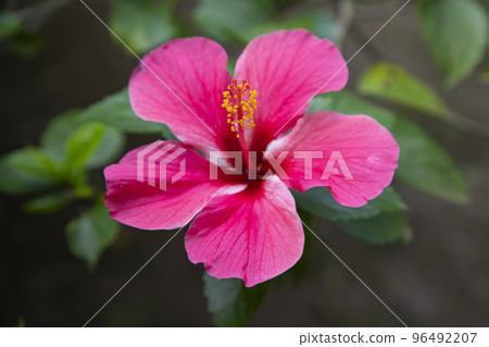 Blooming Pink hibiscus Flower on a garden tree branch Blooming Pink hibiscus Flower on a garden tree branch 96492207