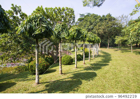 Green Field with trees in the park landscape view Green Field with trees in the park landscape view 96492219