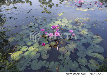 Beautiful  Landscape view of blooming red pink lilies or lotus Flowers in the pond water 96492236