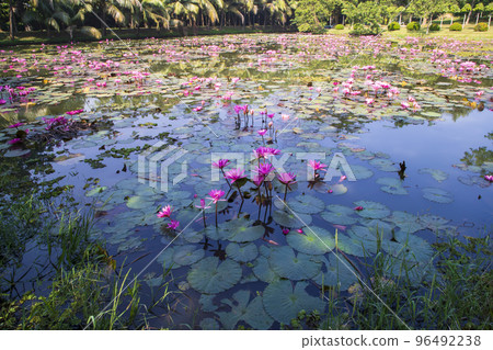 Beautiful  Landscape view of blooming red pink lilies or lotus Flowers in the pond water 96492238