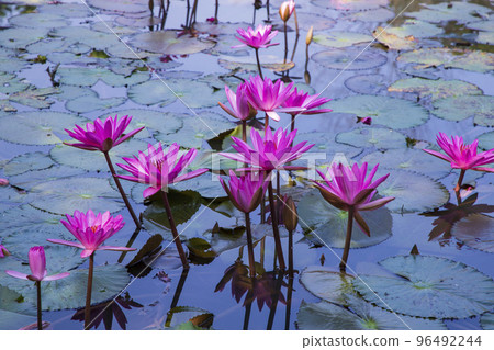 Beautiful  Landscape view of blooming red pink lilies or lotus Flowers in the pond water 96492244