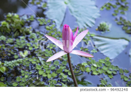 Beautiful Landscape view of blooming red pink lilies or lotus Flowers in the pond water Beautiful Landscape view of blooming red pink lilies or lotus Flowers in the pond water 96492248