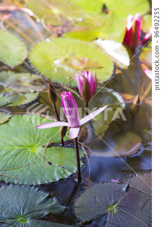 Beautiful Landscape view of blooming red pink lilies or lotus Flowers in the pond water Beautiful Landscape view of blooming red pink lilies or lotus Flowers in the pond water 96492255