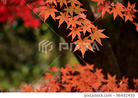 Autumn leaves 96492430