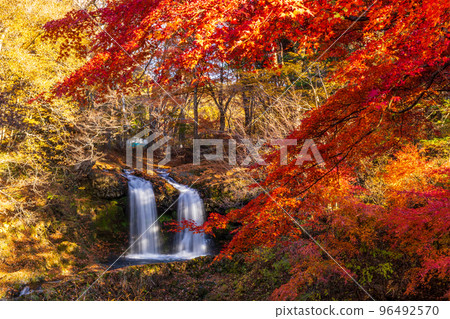 富士吉田市金山瀑布染上秋葉 96492570
