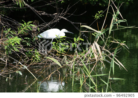 Little egret glowing between aquatic plants Little egret glowing between aquatic plants 96492905