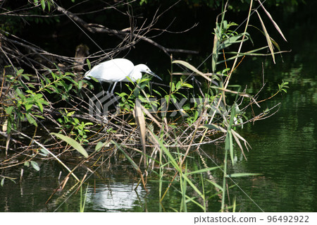 Little egret glowing between aquatic plants 96492922