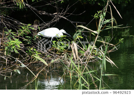 Little egret glowing between aquatic plants 96492923