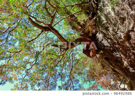 Oki, Uchiko Town, Ehime Prefecture Oki, Uchiko Town, Ehime Prefecture 96492986
