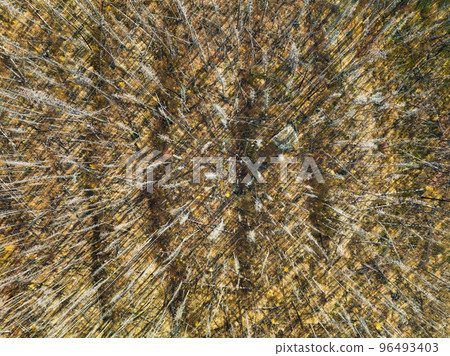Drone view of a dead forest. Landscape from the air on an autumn forest. Canada Drone view of a dead forest. Landscape from the air on an autumn forest. Canada 96493403