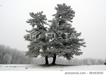 Snowy tree, alone in the snowy field 96493695
